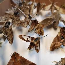 close up on dead moths