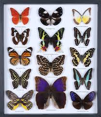 colorful moths and butterflies