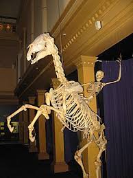 skeleton riding a skeleton horse