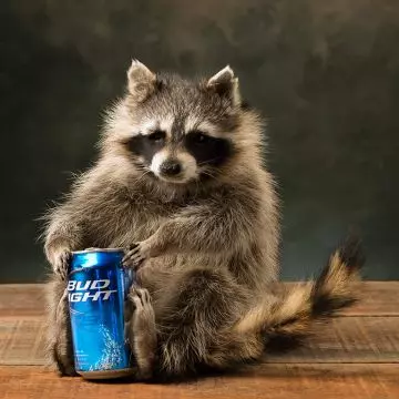 Raccoon Art