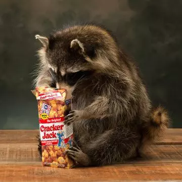 Raccoon Art