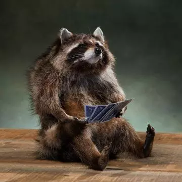 Raccoon Art