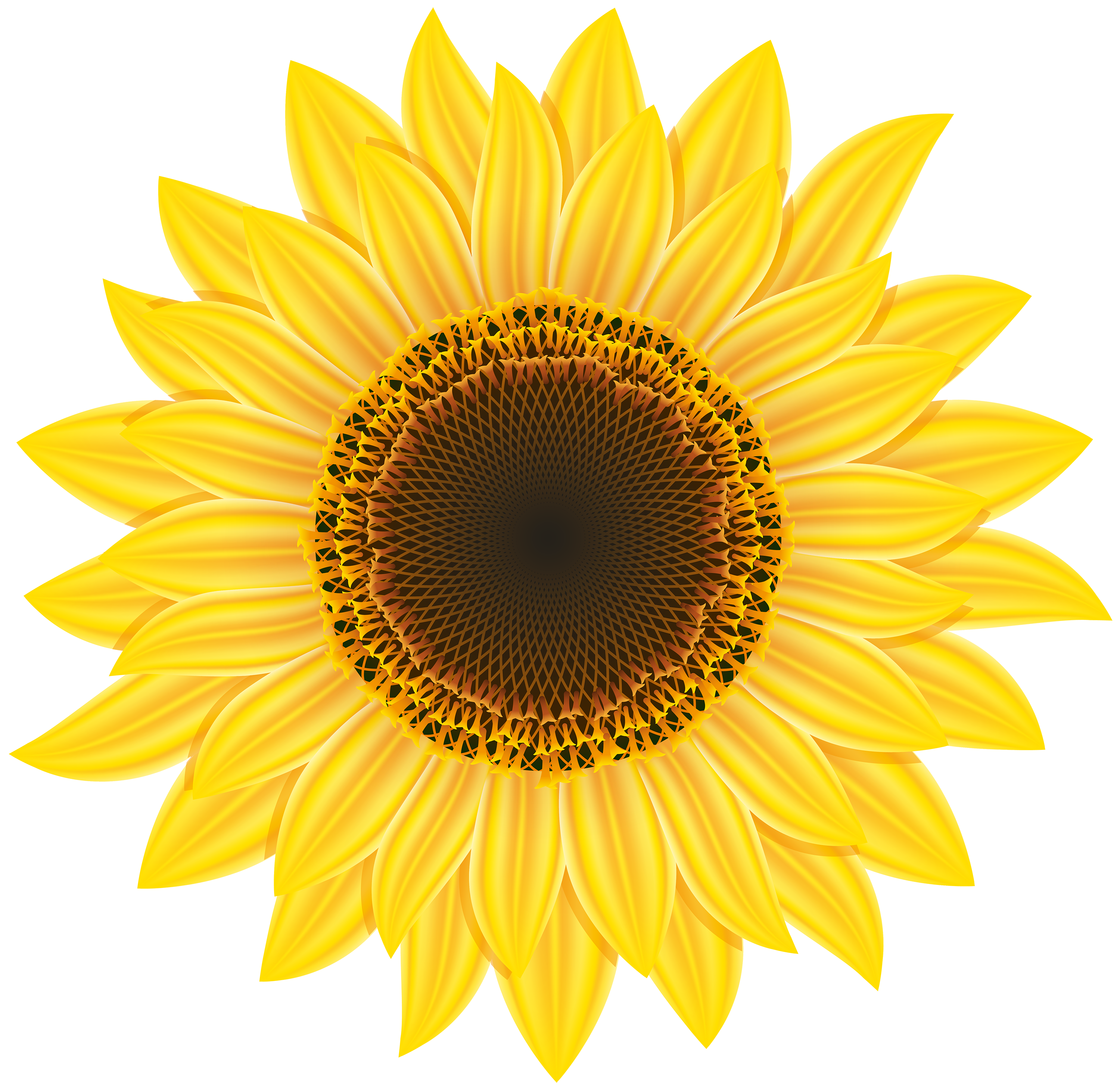 a picture of a sunflower