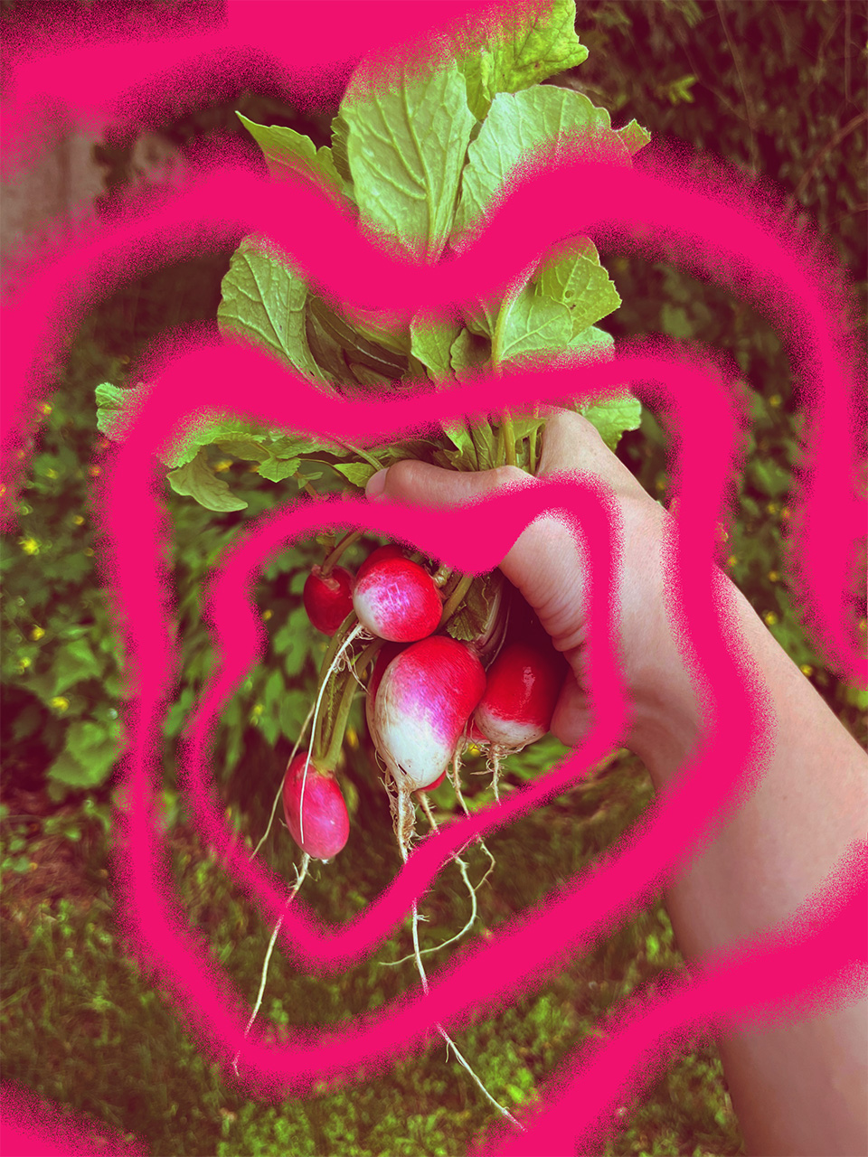 radishes with pink soundwaves