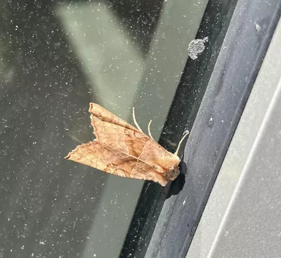 brown moth