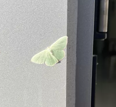 green moth