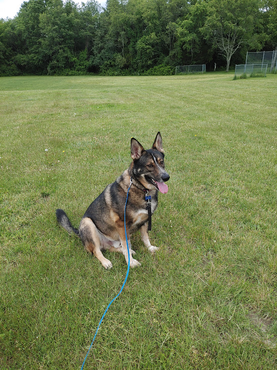 Loki At Oak Grove in Millis Mass