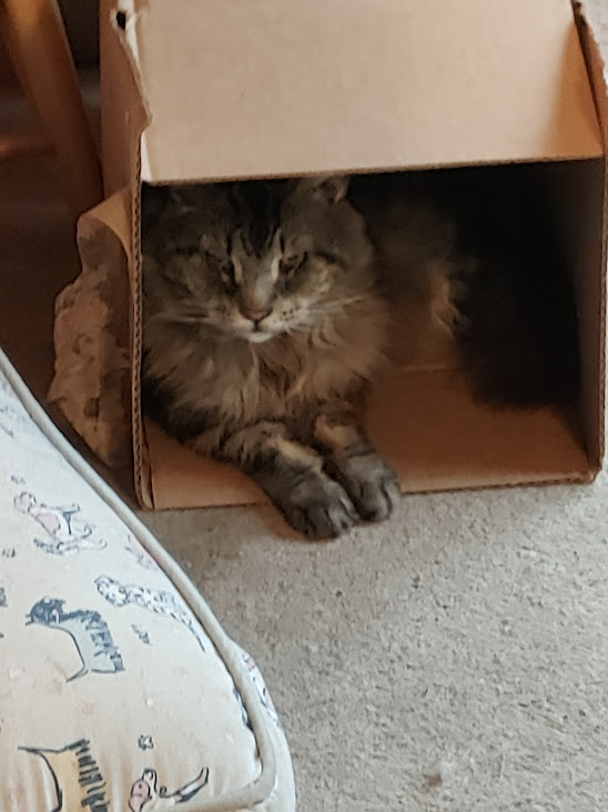 Franky in a Box