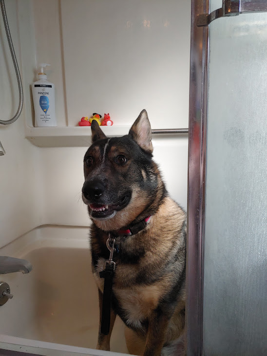 Loki hiding in the bathtub from the backhoe