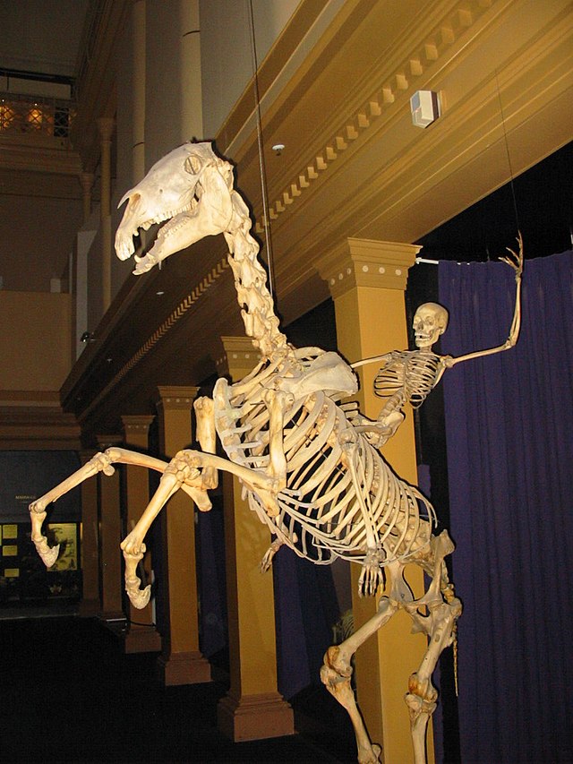 skeleton on horse