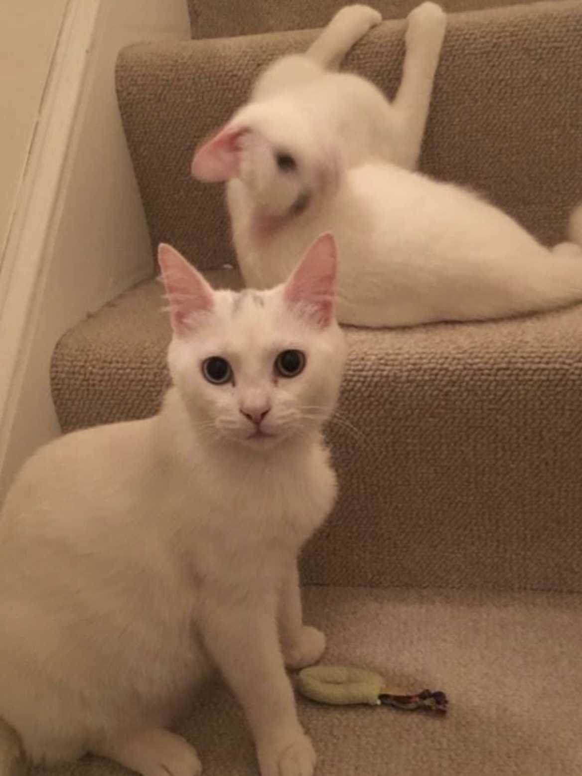 My Two Cats