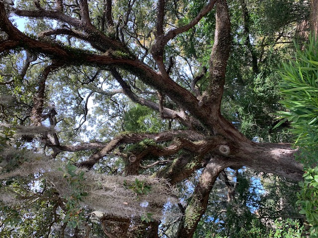 Tree at Audubon Park