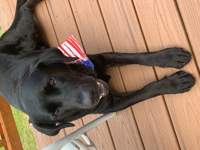 Black laborador retriever lying on a porch