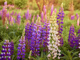 These are lupines.