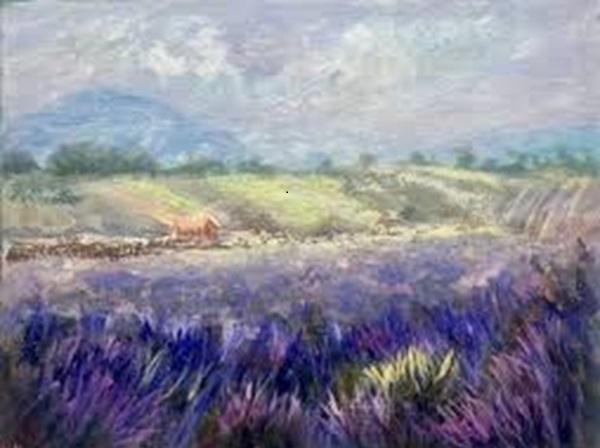 purple fields