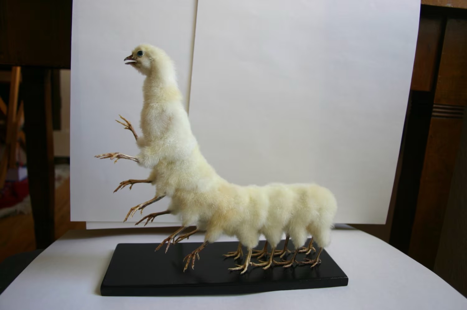 taxidermy chicken