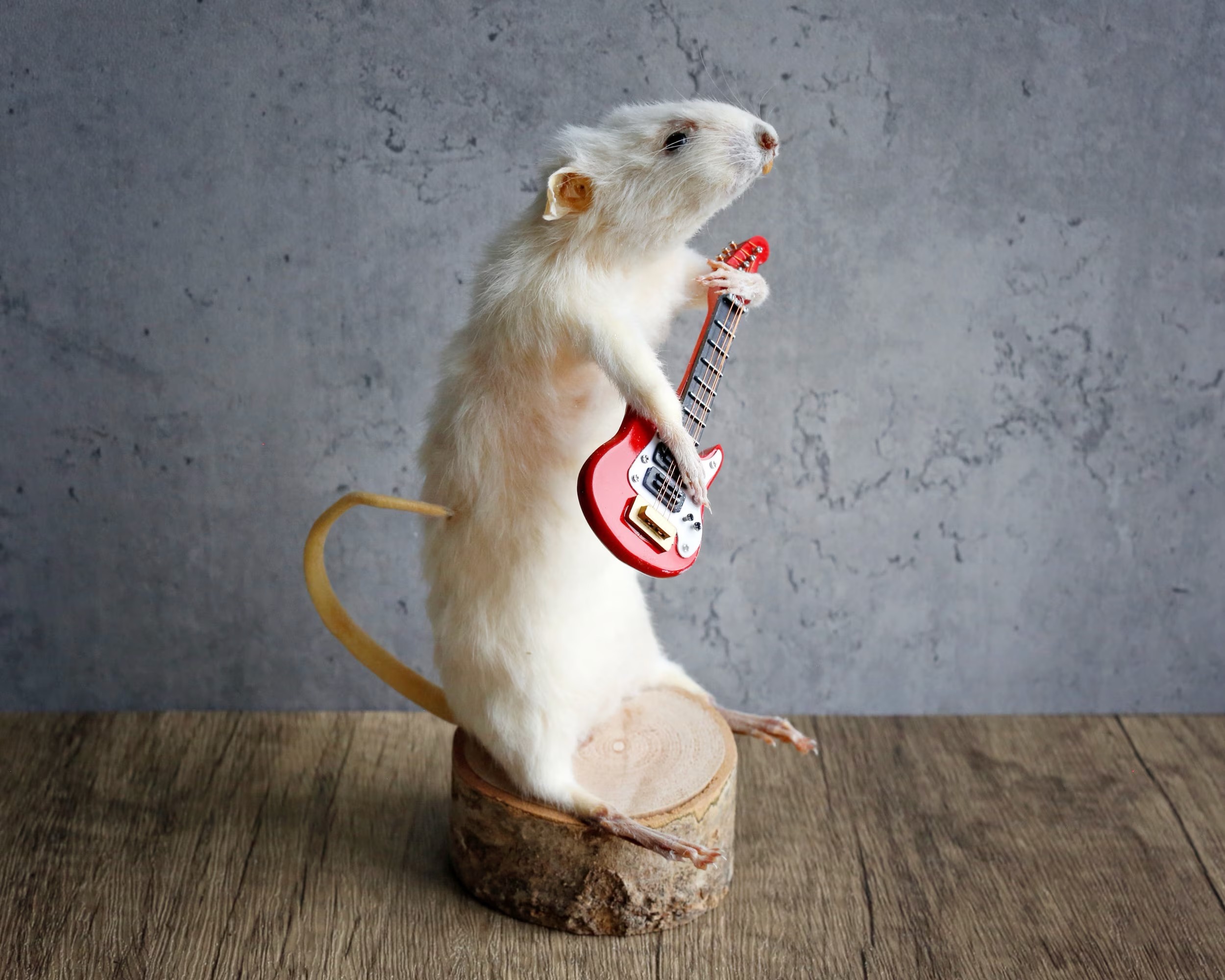 taxidermy rat