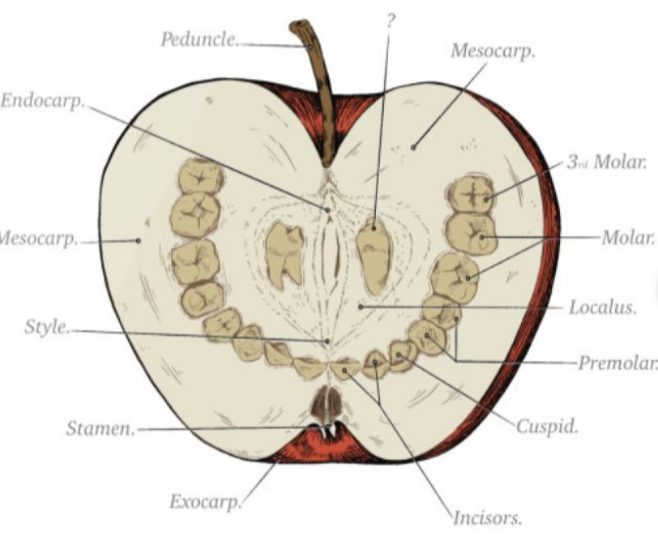 Teeth Apple