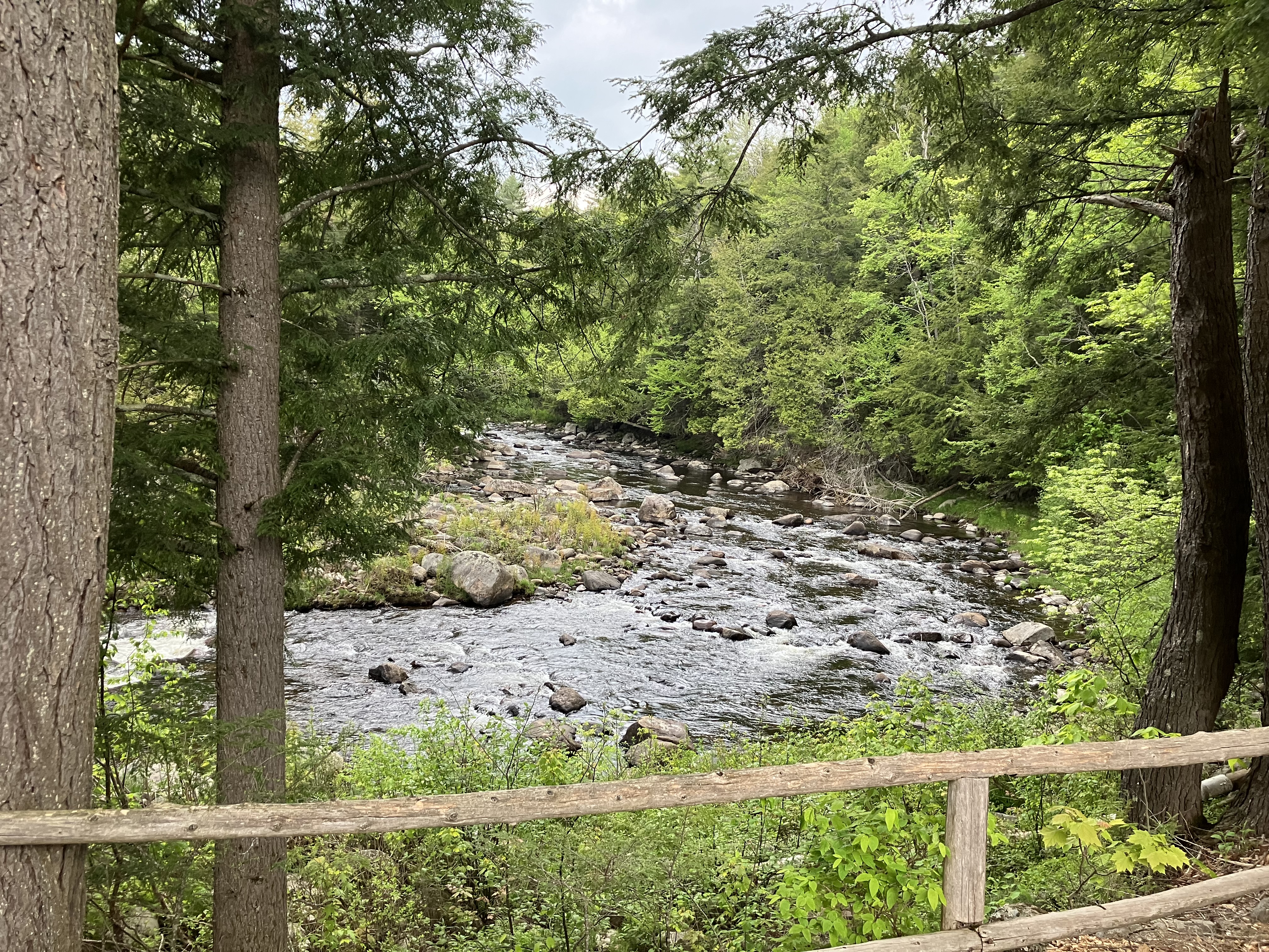 Adirondack Forest