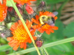 IMG_0055.JPG