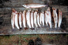 20A