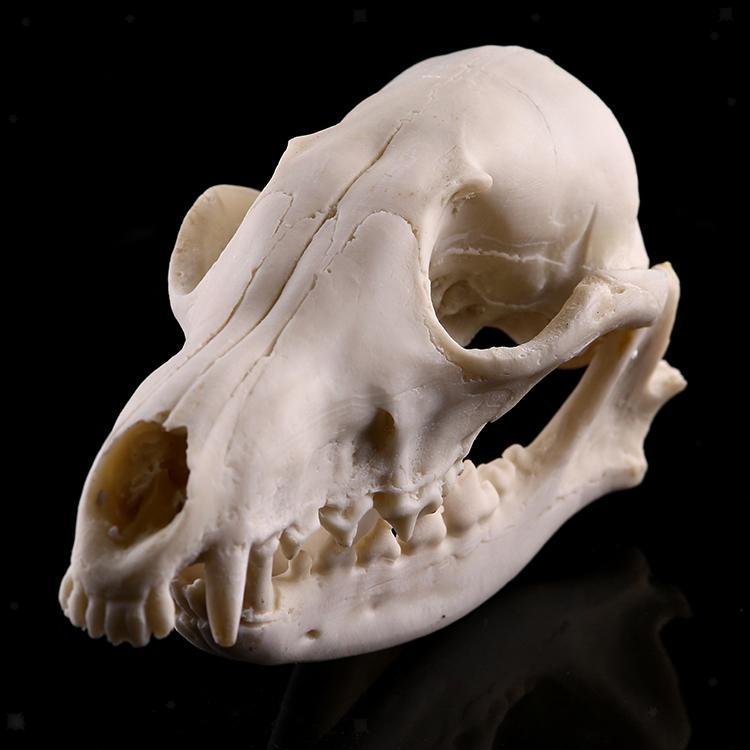 Skull 2