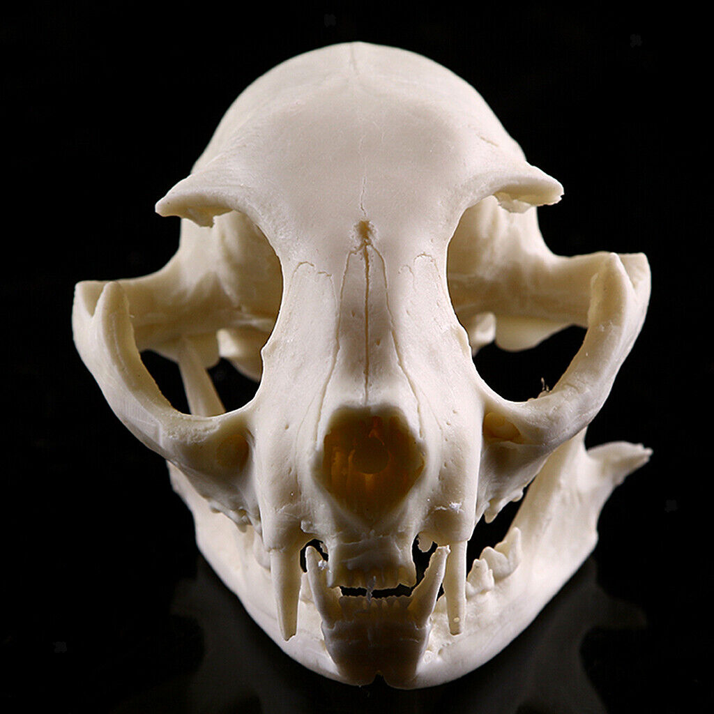 Skull 3