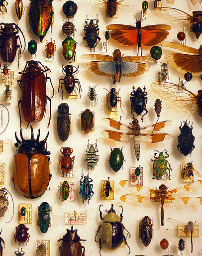 bug collection