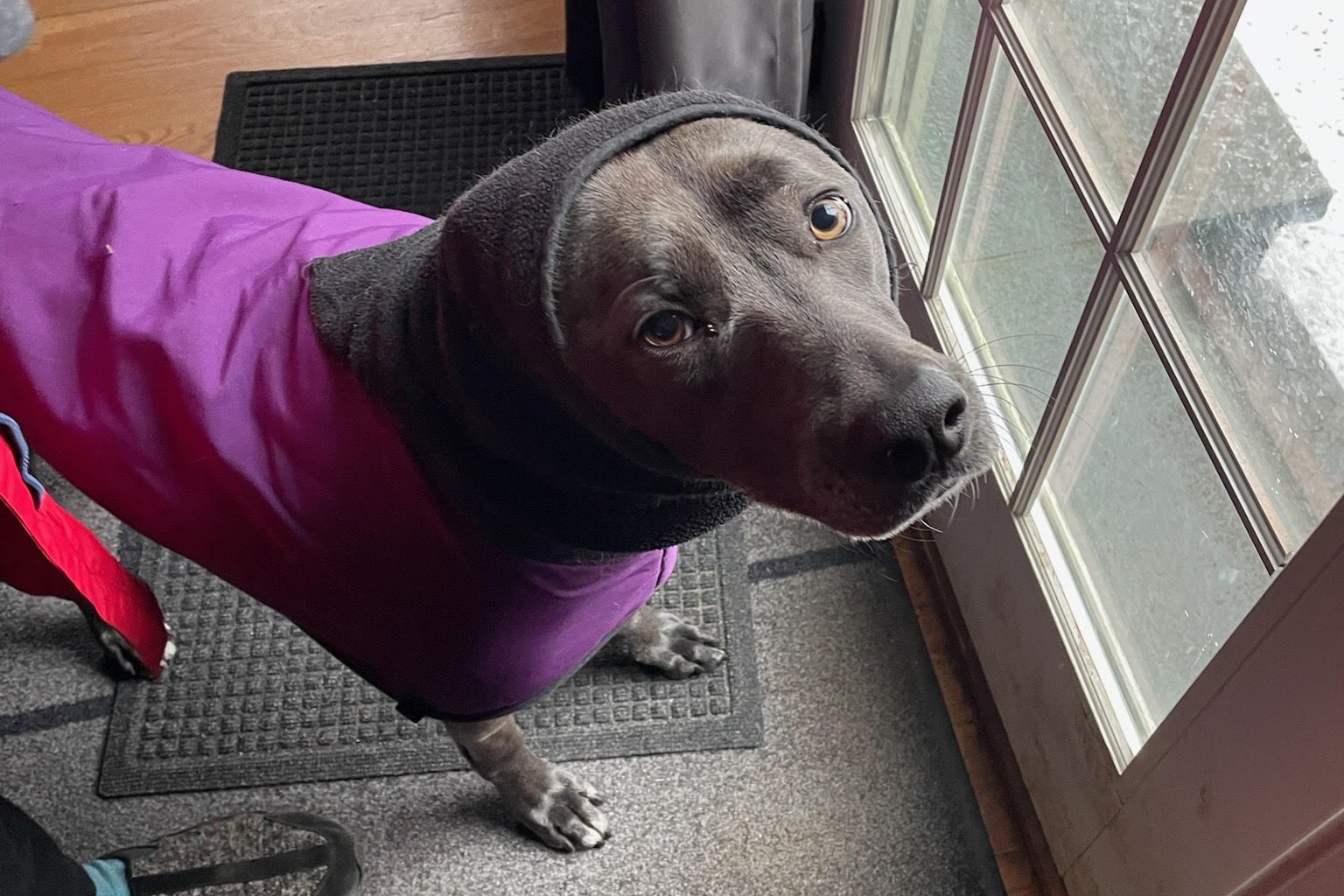 picture of pitbull dog in winter coat
