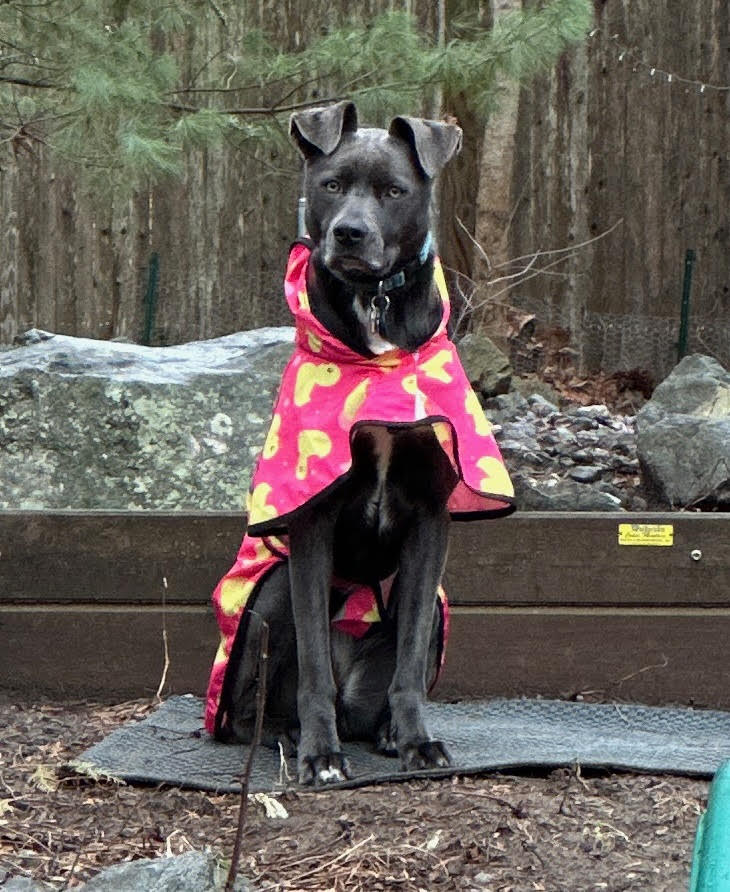 picture of pitbull dog in raincoat