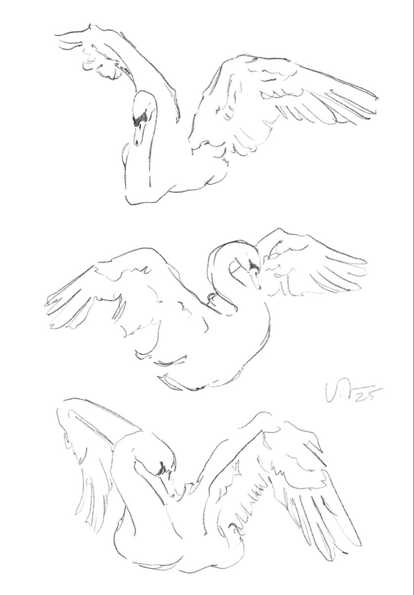 image of 3 swans