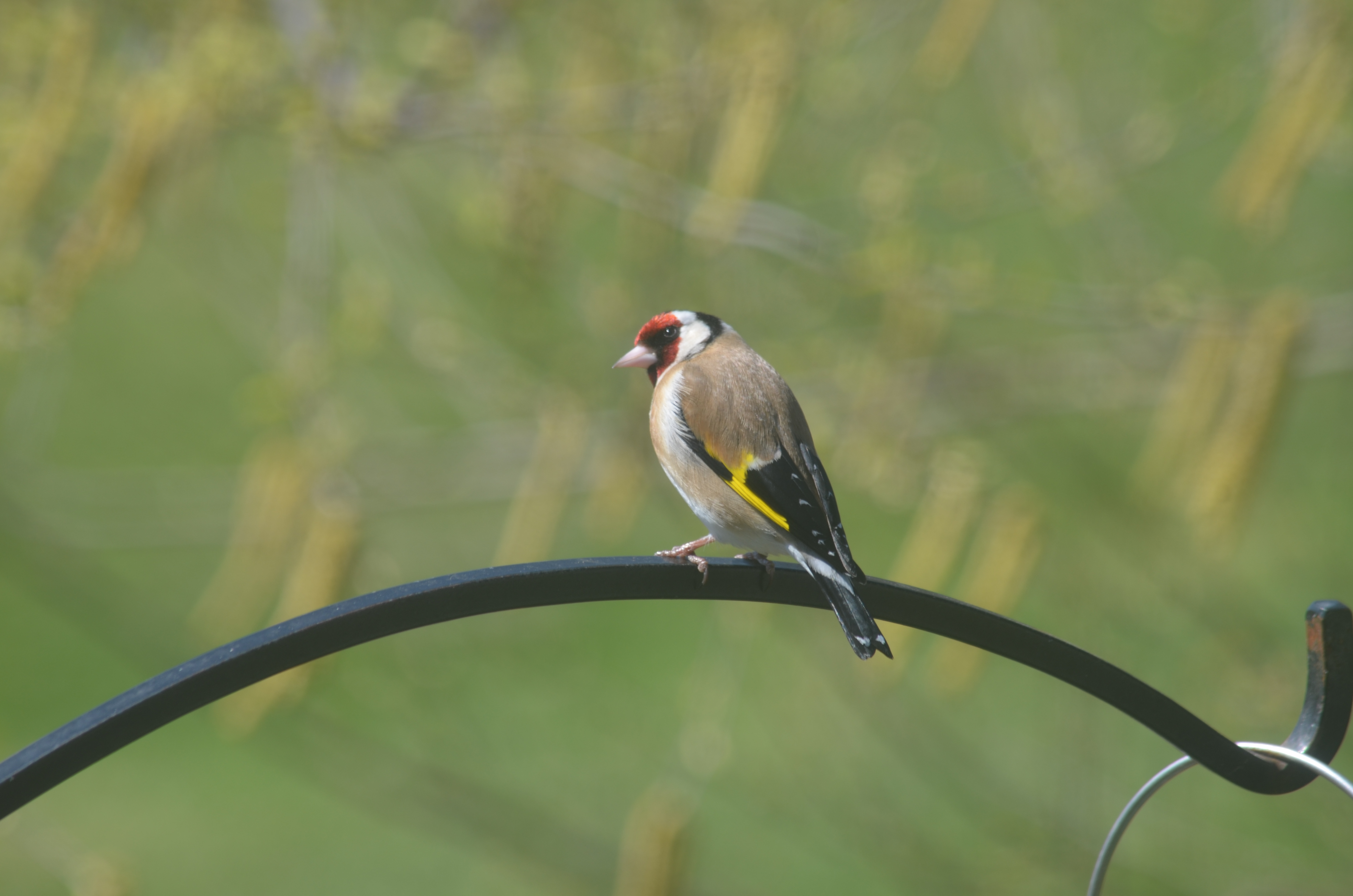 European Goldfinch in the USA?!
