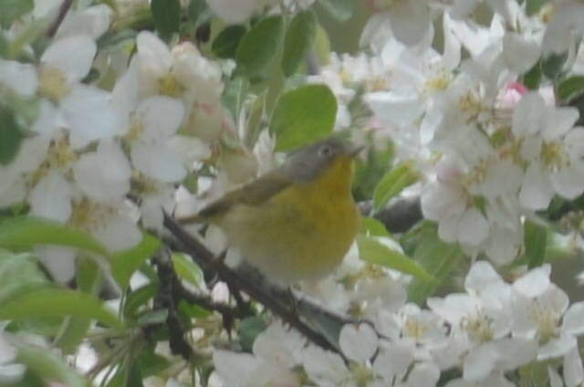 bird